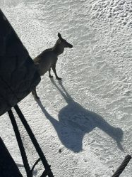 post-36343 thumbnail