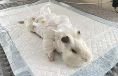 post-36622 thumbnail